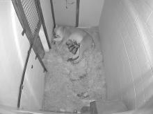 black and white photo of cubs in enclosure