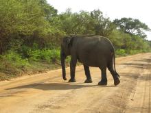 An Asian elephant crossing an unpaved road in Myanmar
