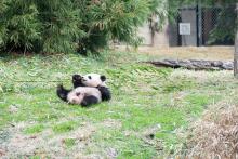panda lying on back in grass