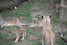 lion cubs frolicking