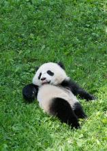 baby panda resting on its back