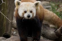 red panda standing