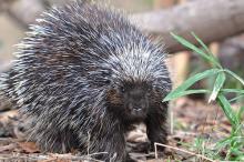 porcupine on ground