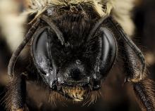 rusty-patched bumble bee face