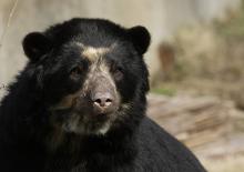 Closeup of an adult Andean Bear