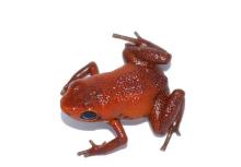 tiny red frog