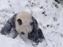 baby panda in snow