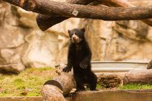 bear cub standing