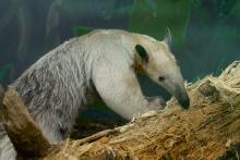 anteater on a branch