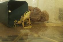 golden frog in water