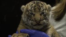 Sumatran tiger cub born July 11