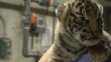 Sumatran tiger cub born July 11