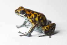 blotchy frog with enlarged toe pads
