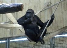 gorilla on swing