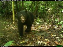 bear in forest