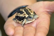 tiny tortoise in the palm of a hand