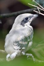 shrike chick perched on twig