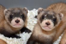 two masked ferrets