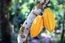 Two yellow cocoa pods growing on a branch. 