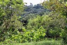 Lush green forest that is a private bird reserve, Reserva Zorzal, in the Dominican Republic.  