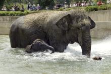 Asian elephant Shanthi and her son, Kandula, swim in a pool at the Smithsonian's National Zoo.(Year: 2002) 