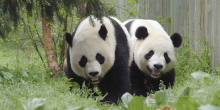 Tian Tian and Mei Xiang walk towards the camera with their mouths open.