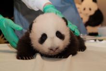 Giant panda cub Tai Shan cralws on a table during a veterinary exam