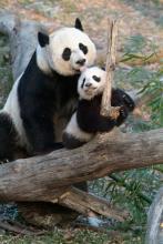 Giant panda cub Mei Xiang licks her cub's head as he stands on a log