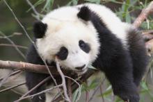 Giant panda cub Tai Shan rests on a tree branch