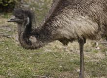 Emu Darwin