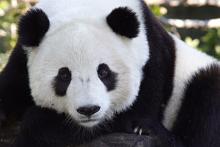 A close-up of adult male giant panda Tai Shan