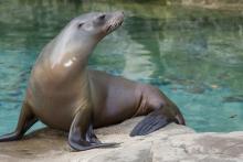 Sea Lion Calli