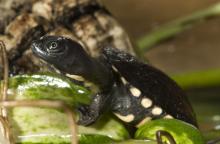 A snake-necked turtle hatchling standing on a leaf. 