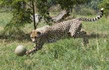 Cheetah interacting with enrichment