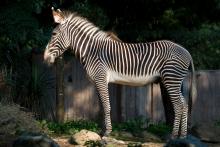 A hoofed animal, called a Grevy's zebra, with black and white stripes, slender legs, large ears, a thick mane and a long tail stands on grass-covered rocks in the sun