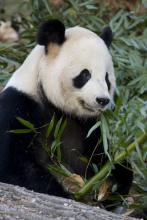 Giant panda Tian Tian eating bamboo