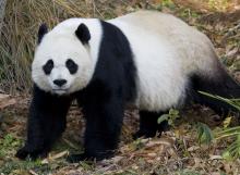 Female giant panda Mei Xiang stands in a grassy, mulch-covered area