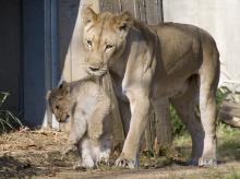 A female lion carries a cub by the scruff of his back. He dangles to the side with his ears back