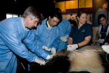 A team of veterinarians and reproductive biologists perform a procedure on a sedated giant panda