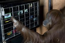 Orangutan Iris interacting with enrichment