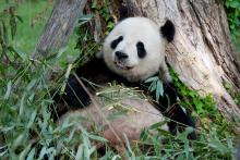 Giant panda Tian Tian leans against the trunk of a tree and eats bamboo