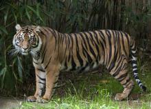 Damai, the Zoo's female Sumatran tiger. 