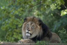 A male African lion with a thick mane and large paws rests on a grassy platform at the Smithsonian's National Zoo