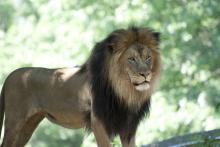 A male African lion with a thick mane stands at the Smithsonian's National Zoo