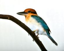 A Guam kingfisher with a large bill, short tail, yellow-orange head, white belly and blue back perched on a brancg