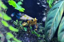 Panamanian golden frog among leaves, ferns and logs. 