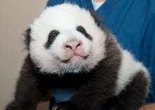 Giant panda cub Bao Bao is held by a veterinarian
