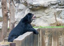 Andean Bear Cisco at the Smithsonian's National Zoo
