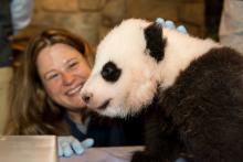 A giant panda keeper smiles at a giant panda cub resting on a table in front of her