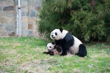 Giant panda Mei Xiang and her cub together in a grassy yard outdoors